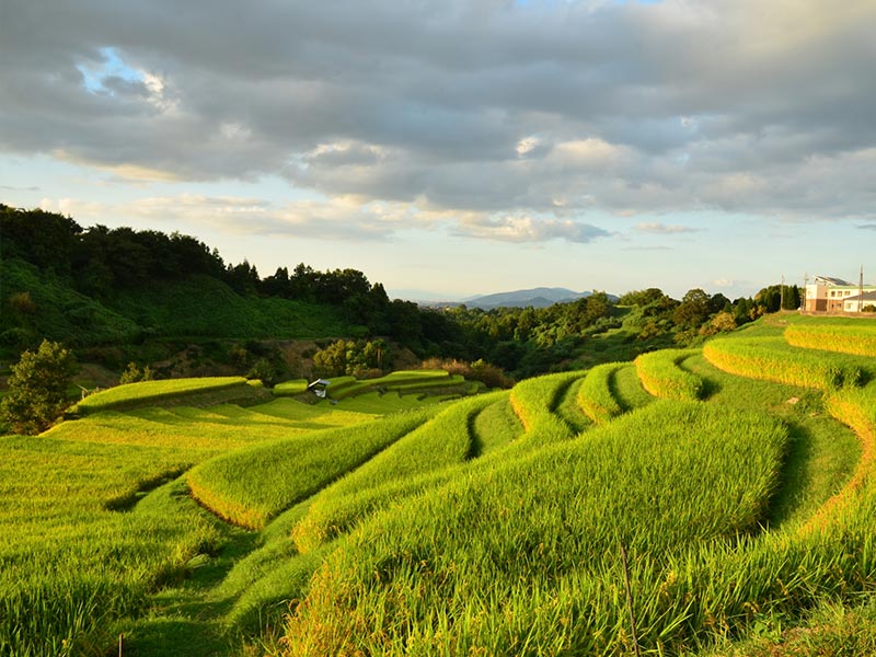 Photo of Terraced rice paddies in Shimoakasaka